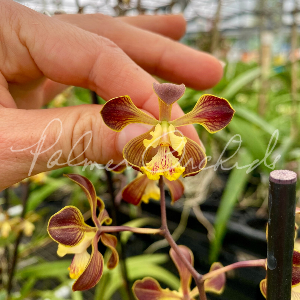 Enc. Sol de Esperanza MF — Palmer Orchids